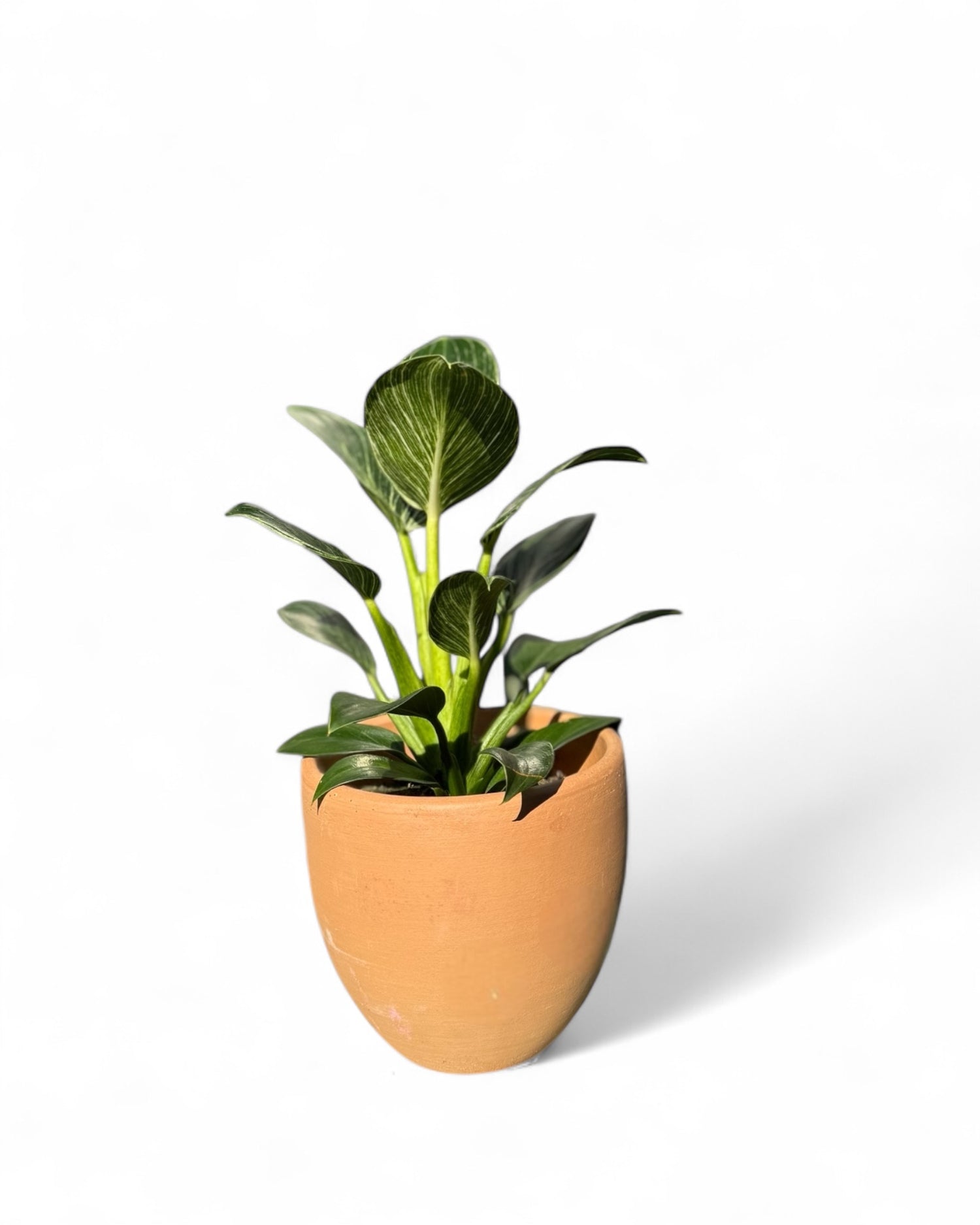 The Terra Cotta Collection