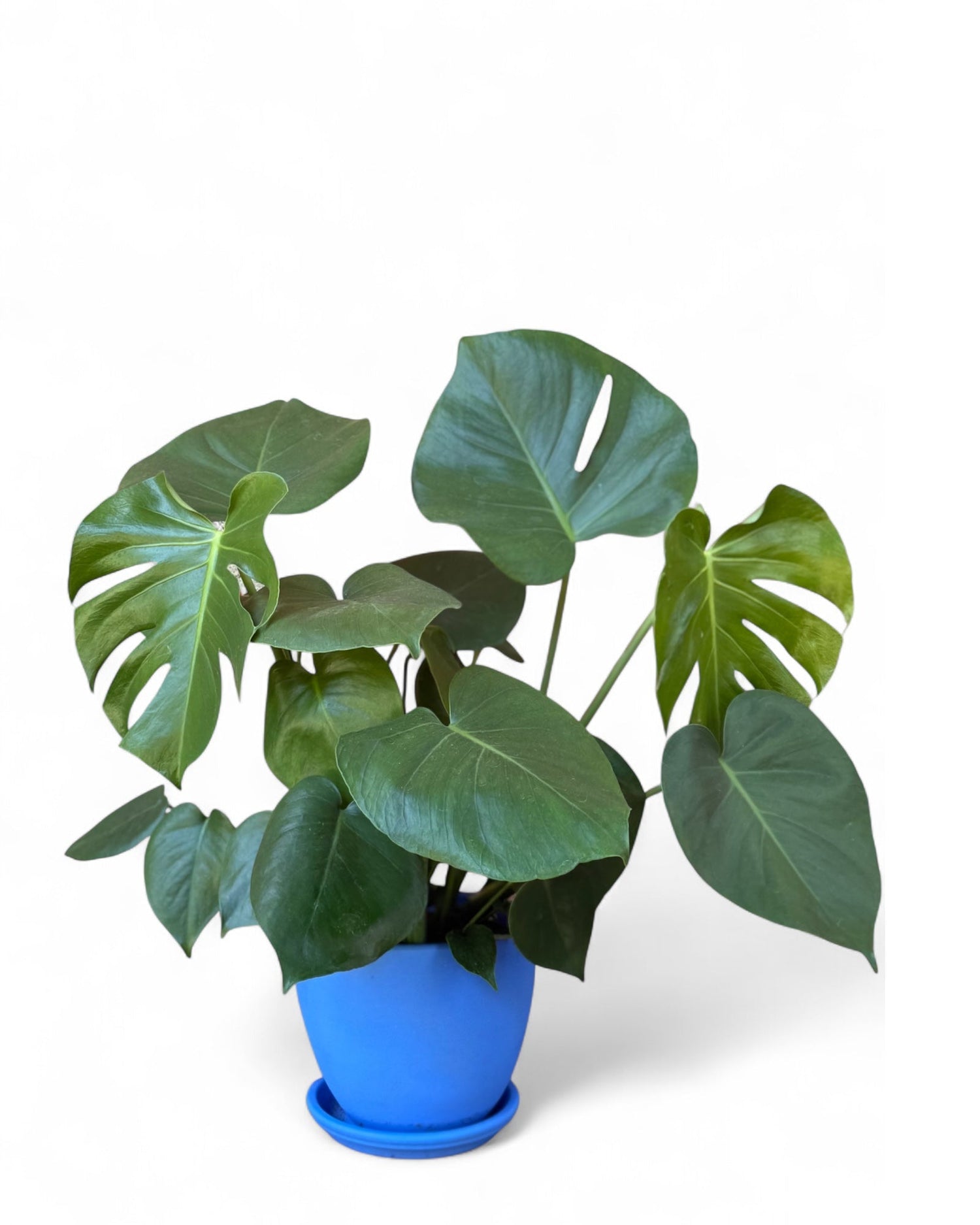 Potted Plants