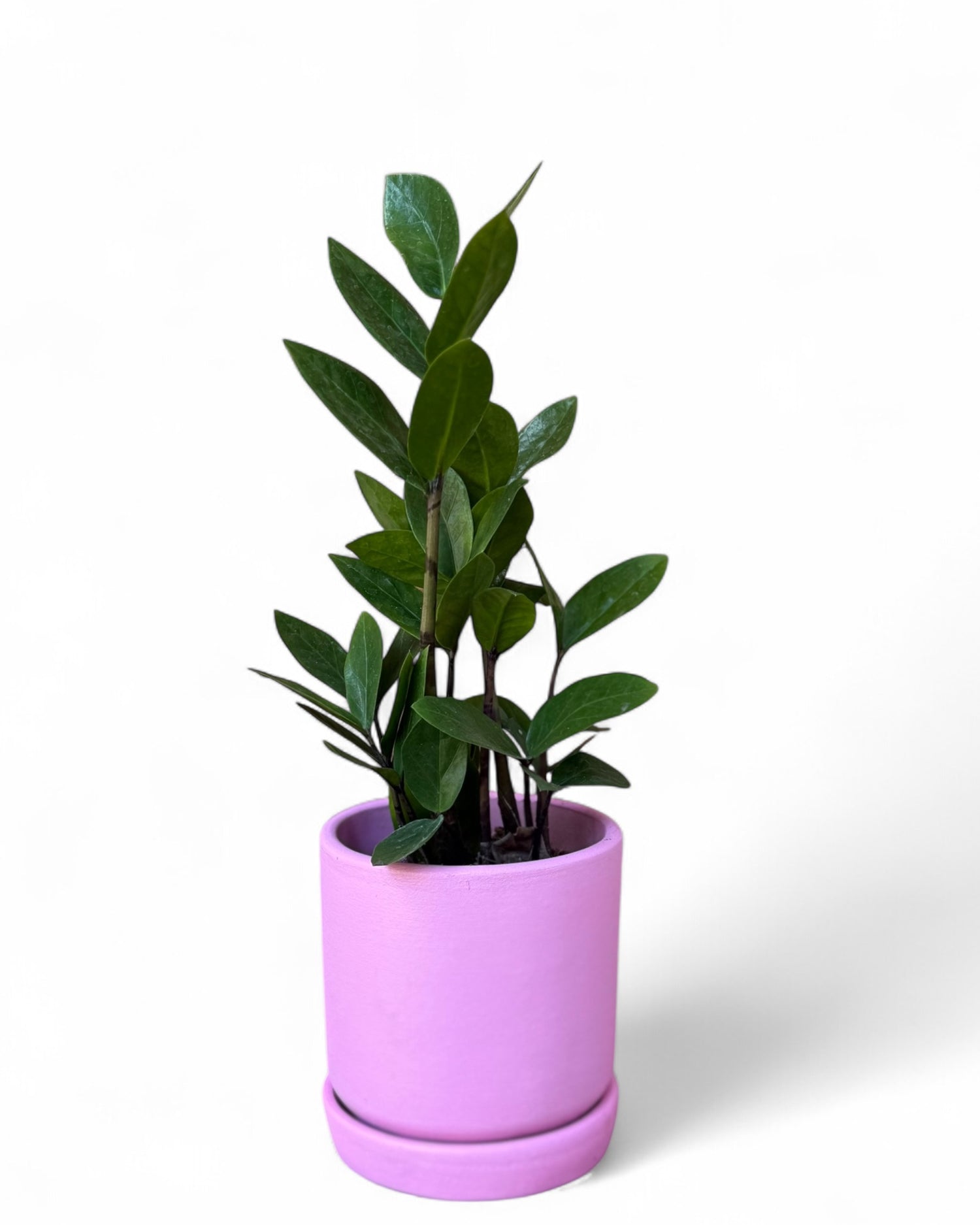 The Pink Collection