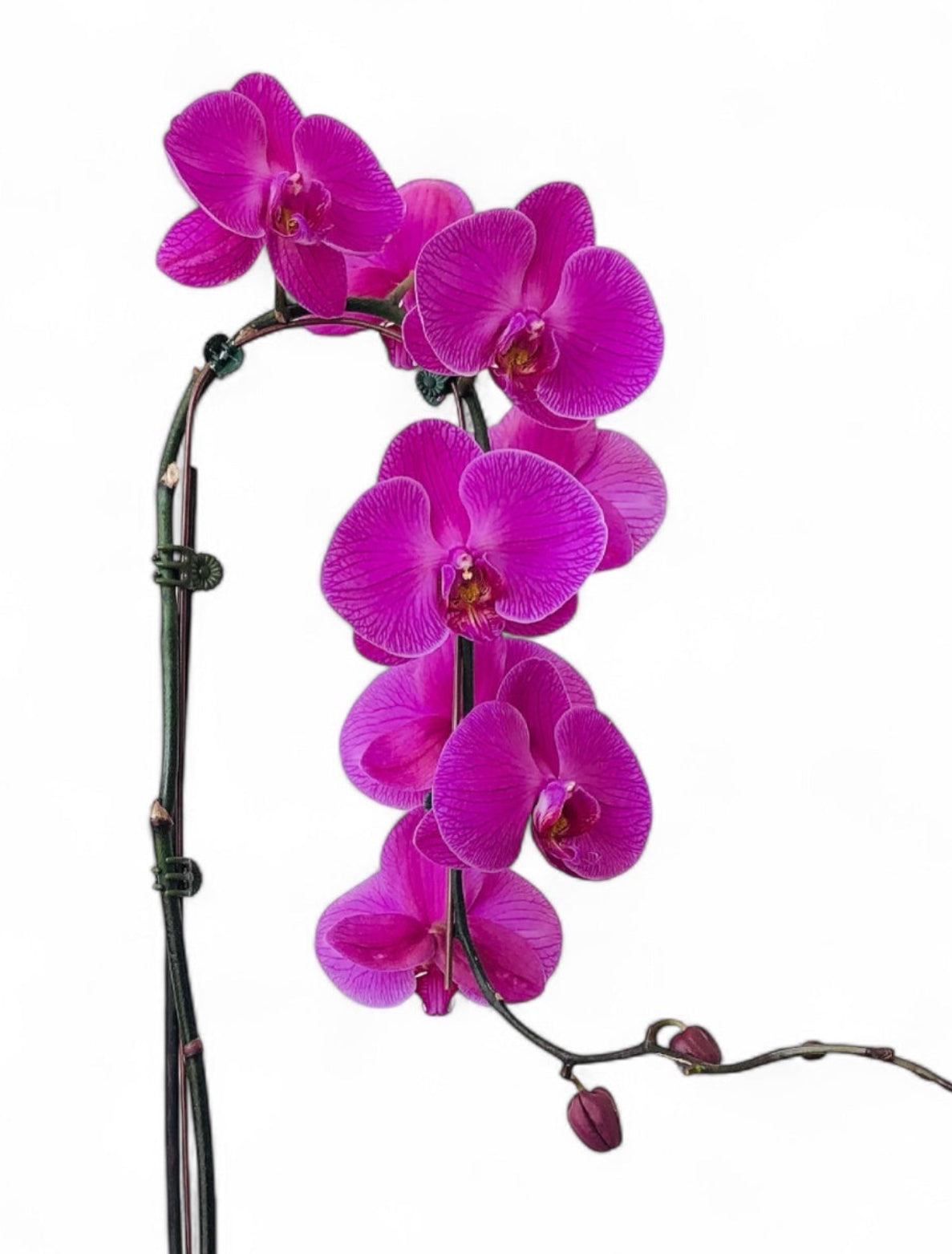 The Magic Orchid