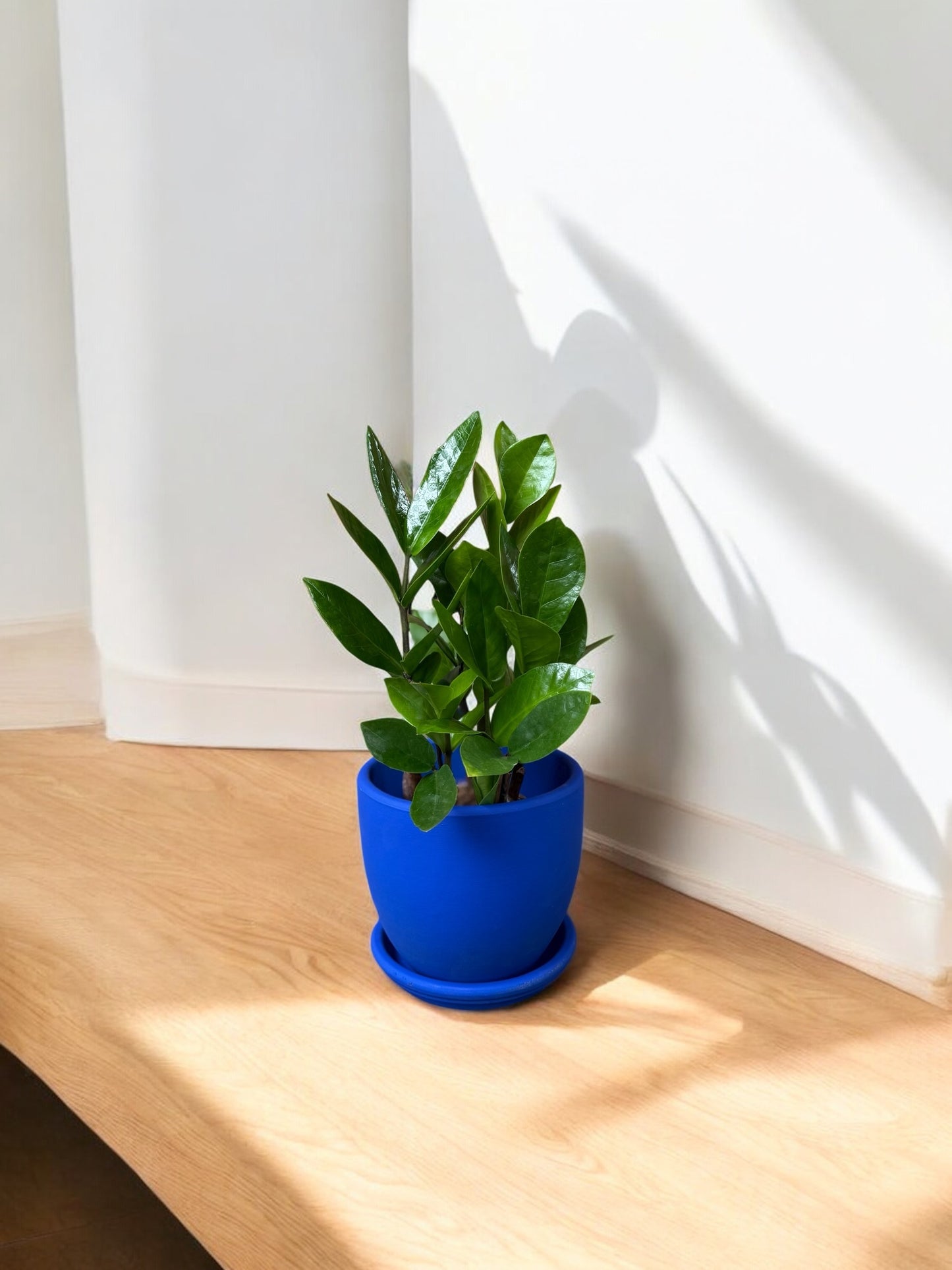 ZZ Plant in 5.5” Cobalt Belle Pot