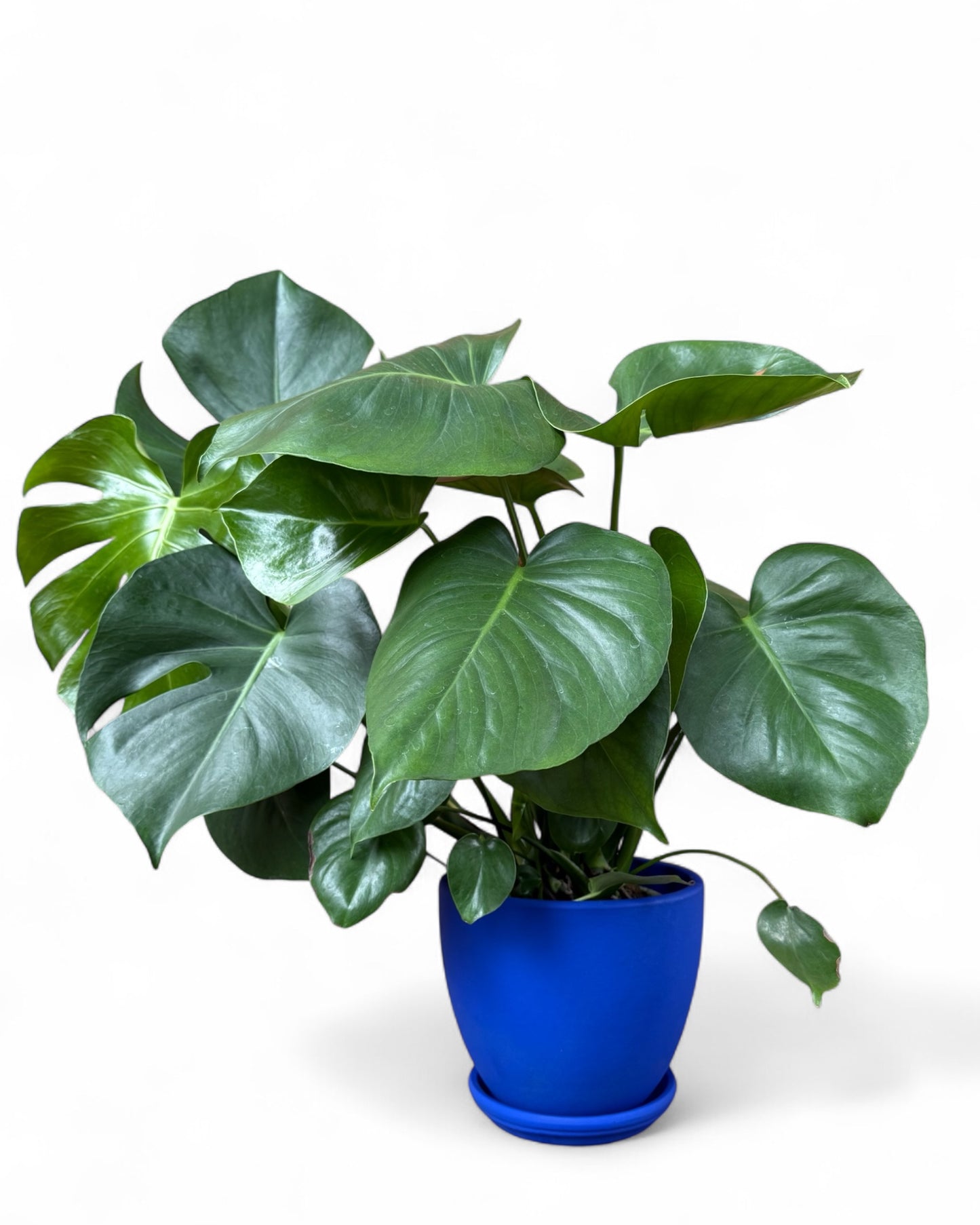 Monstera in 7.5” Cobalt Belle Pot