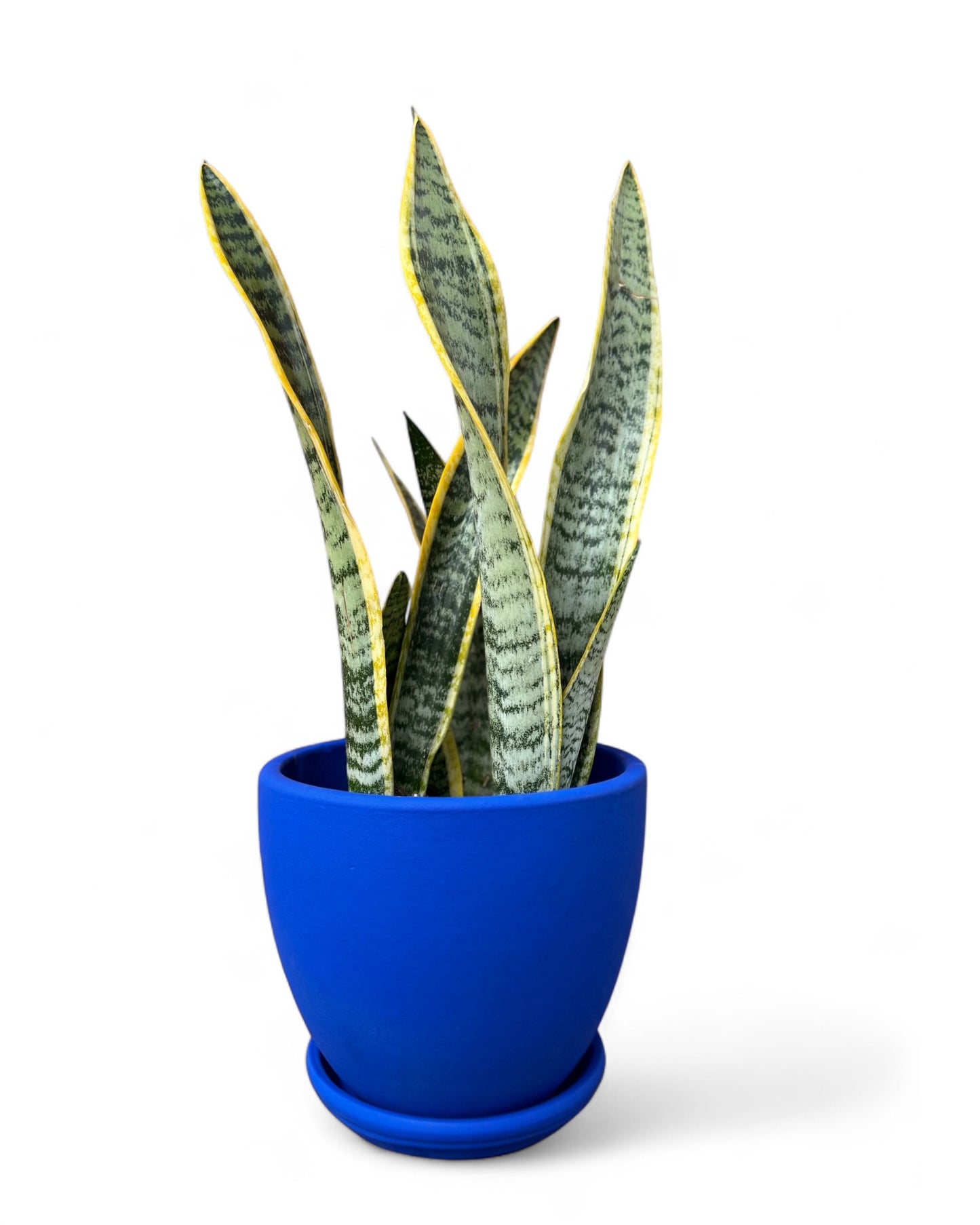Snake Plant in 7.5" Cobalt Belle Pot