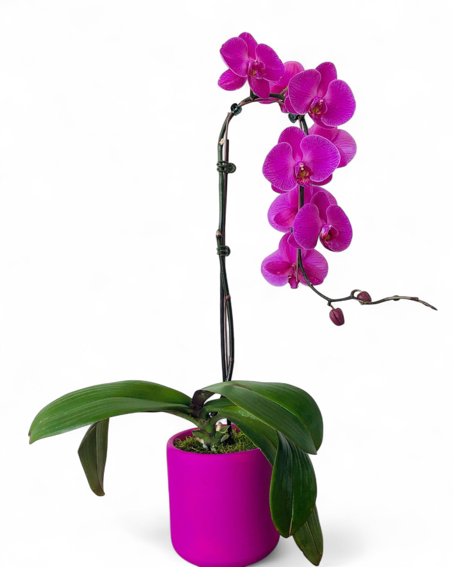 The Magic Orchid