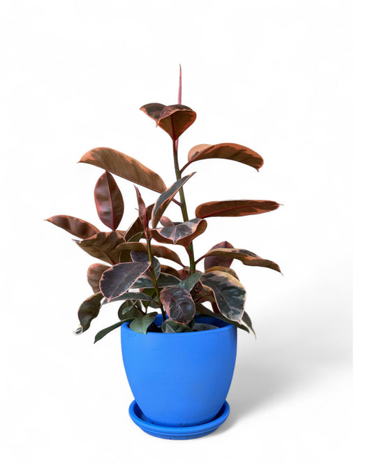Indian Rubber Plant in 7.5” Cerulean  Belle Pot