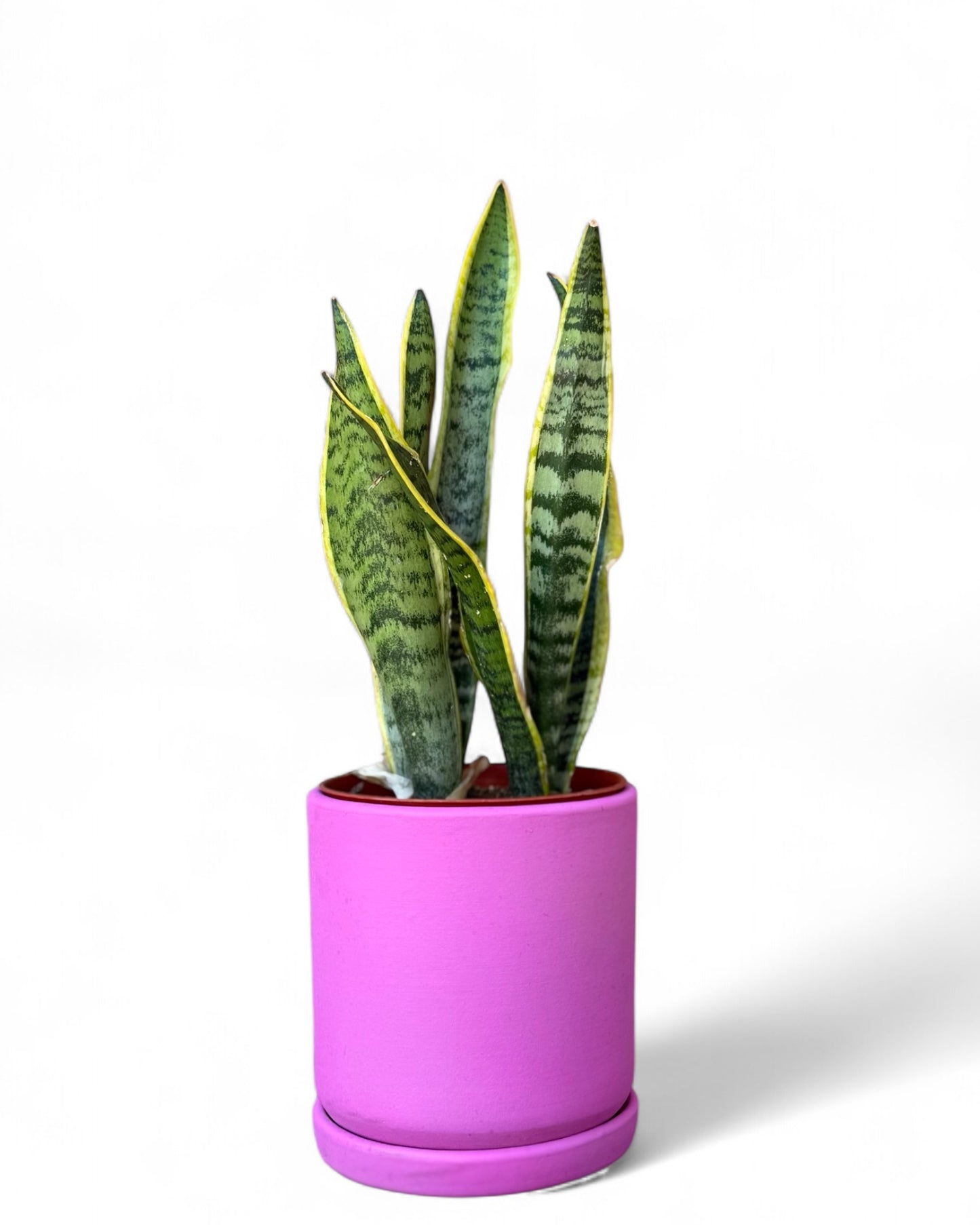 Snake Plant in 6” Cylinder Power Pink Pot