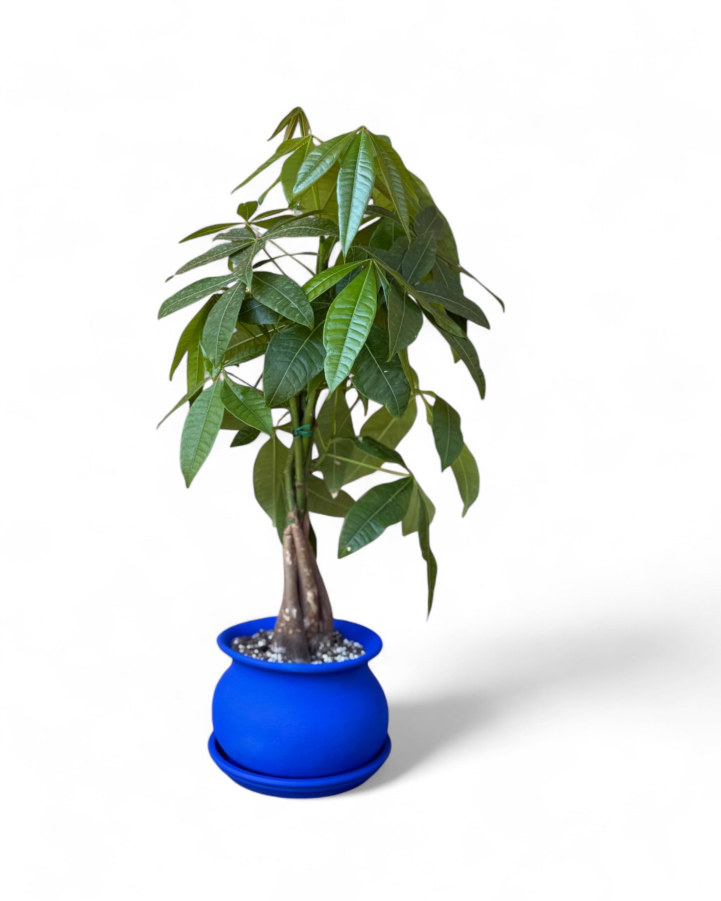 Money Tree in 7.5” Cobalt Olla Pot