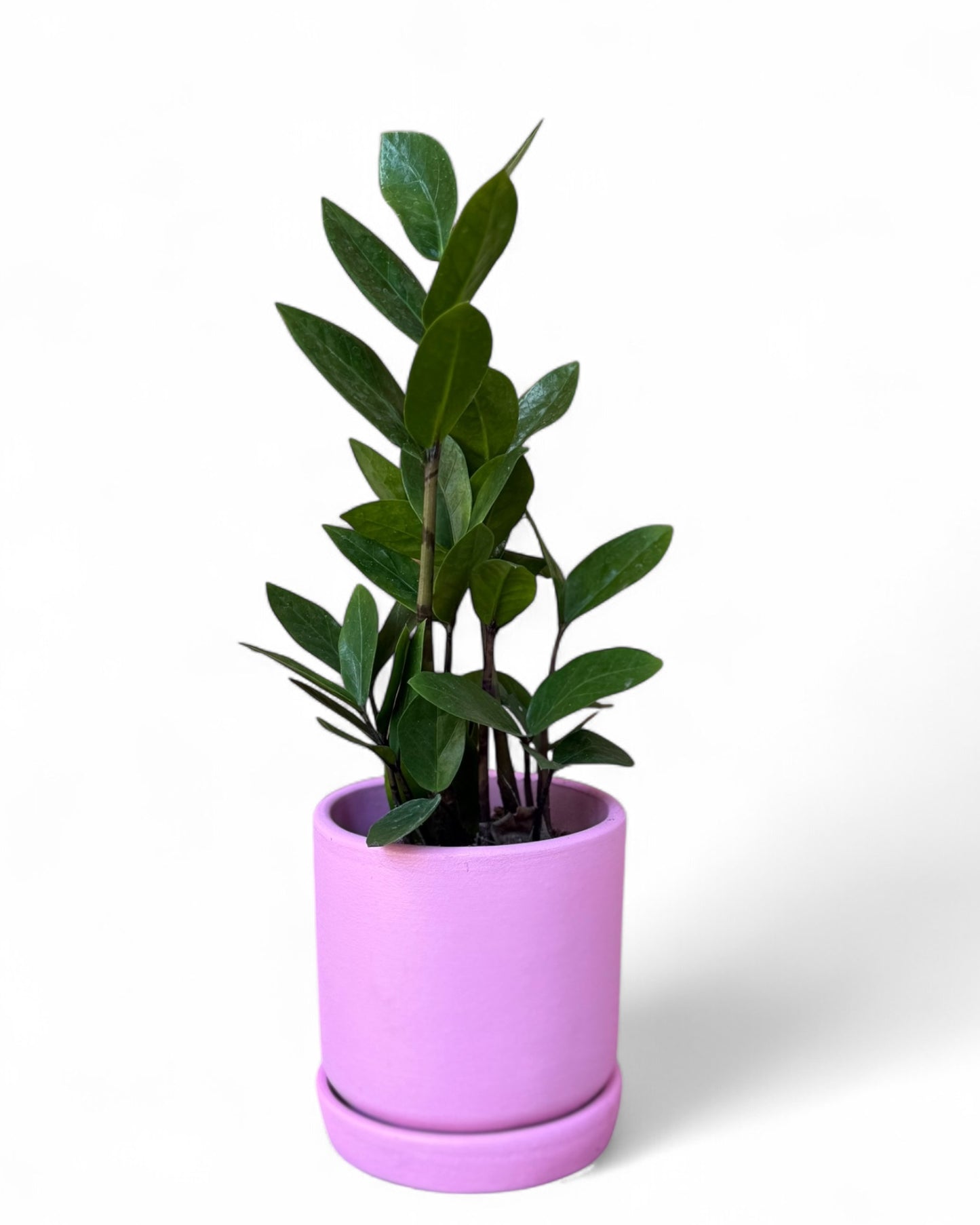 ZZ Plant in 4” Pink Cylinder Pot