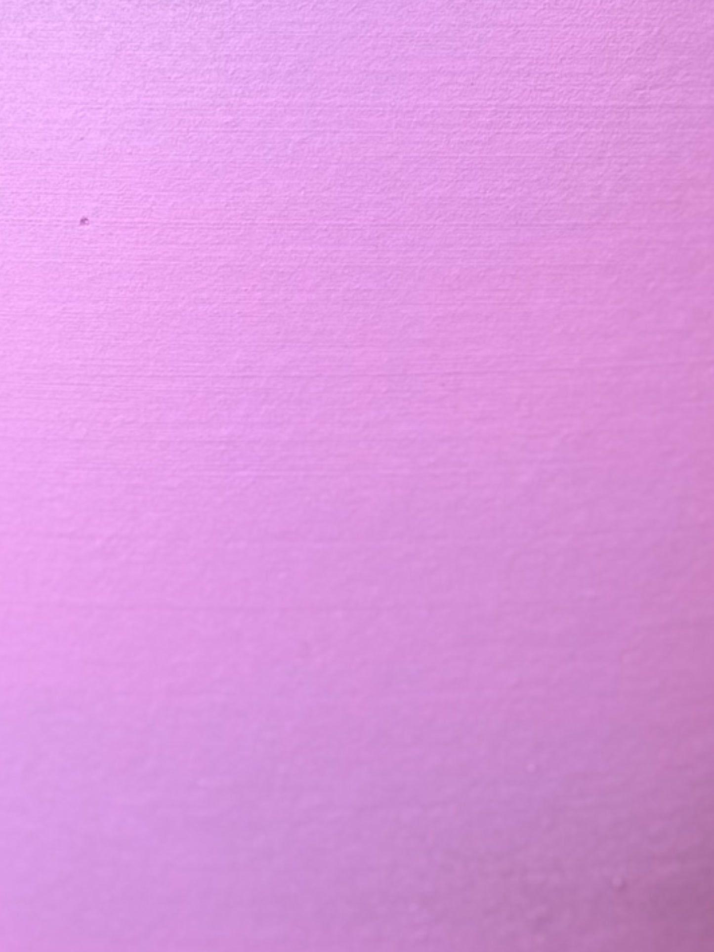 Indian Rubber Plant in Pink 7.5” Belle Pot