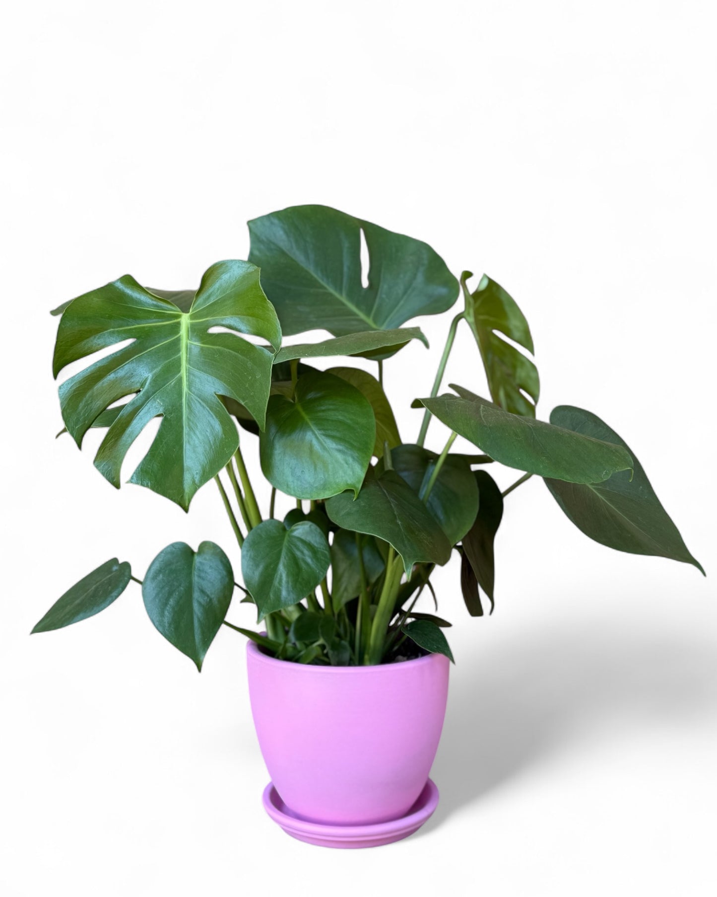Monstera in 7.5” Pink Belle Pot