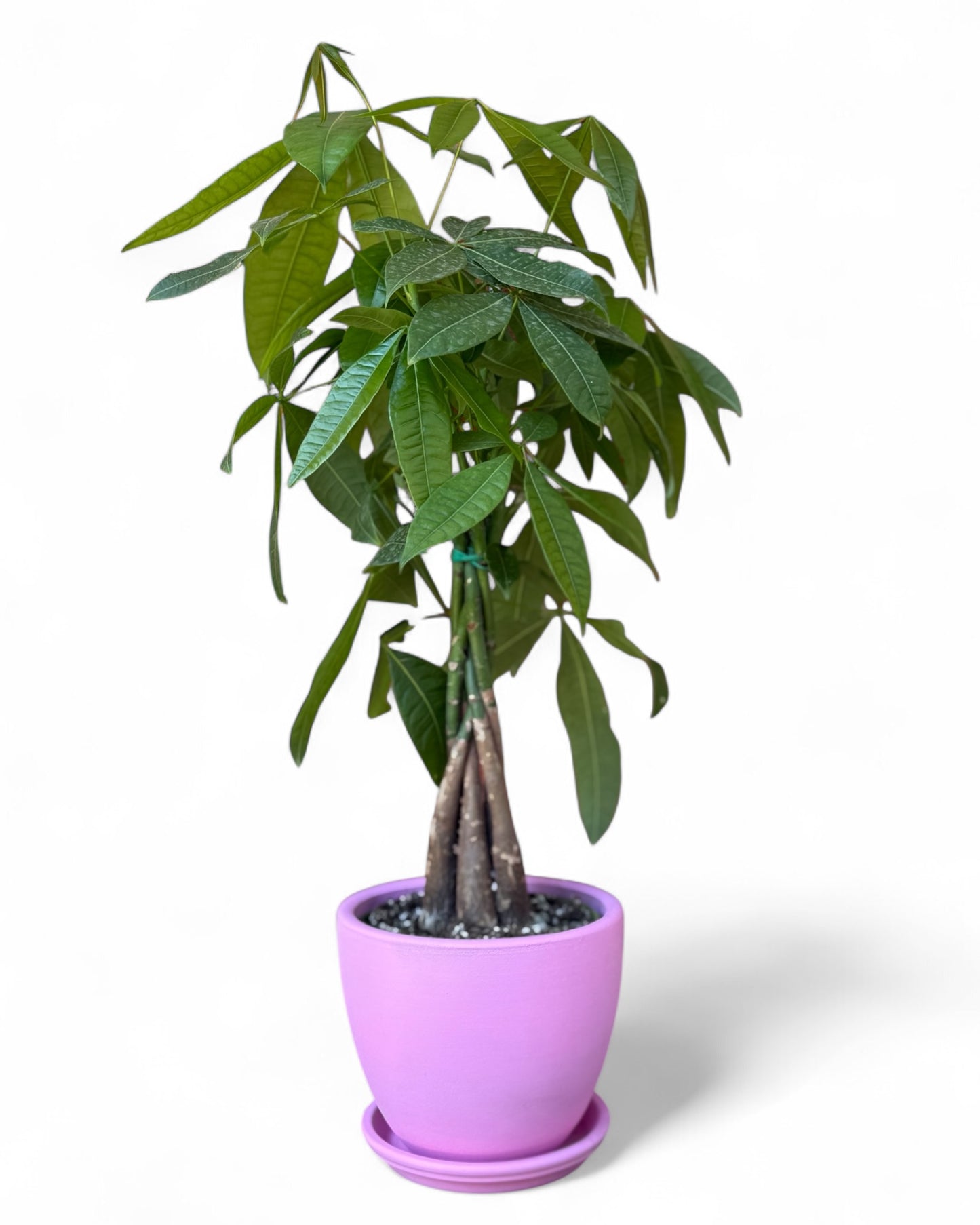 Money Tree in Pink 7.5” Belle