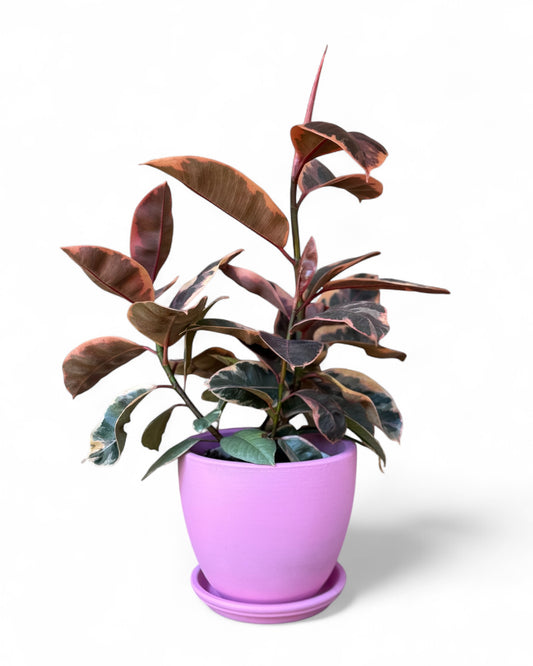 Indian Rubber Plant in Pink 7.5” Belle Pot