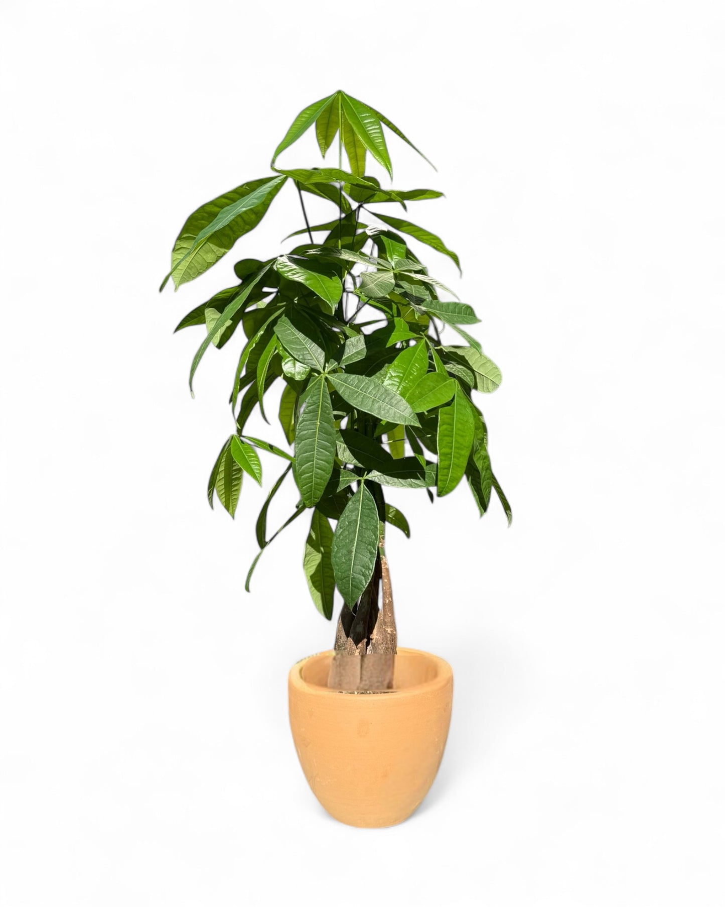 Money Tree in 7.5” Terra Cotta Belle Pot