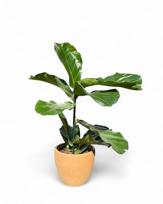 Fiddle Leaf Fig in 7.5” Terra Cotta Pot