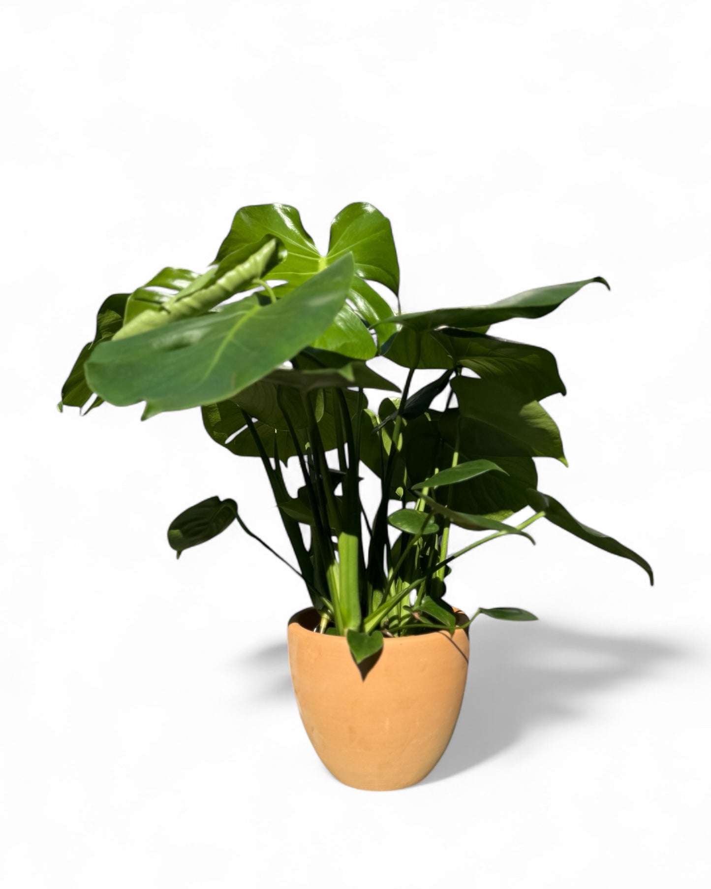 Monstera in 7.5” Terra Cotta Belle Pot
