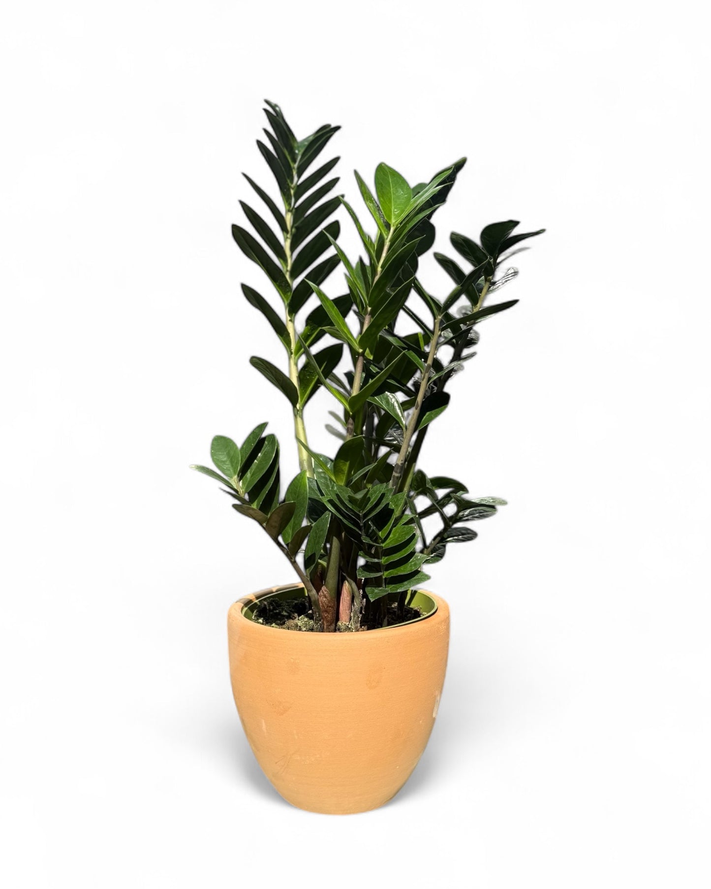 ZZ Plant in 7.5” Belle Pot