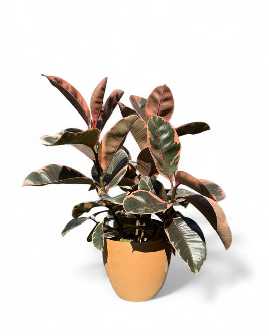 Indian Rubber Plant in 7.5” Belle Pot