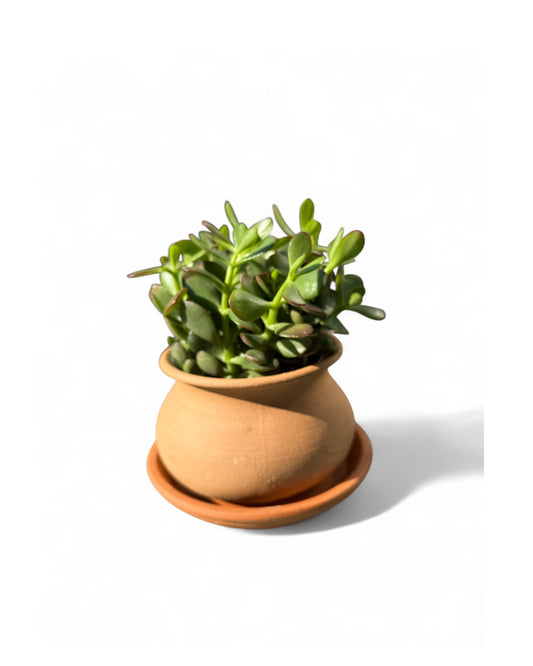 Jade Plant in 5.5” Terra Cotta Olla Pot