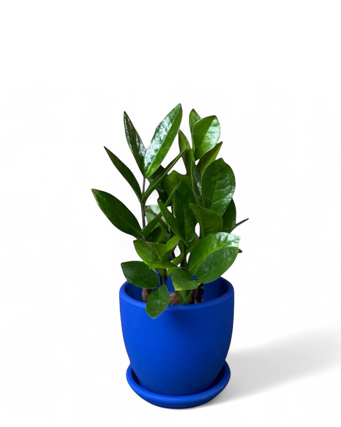 ZZ Plant in 5.5” Cobalt Belle Pot