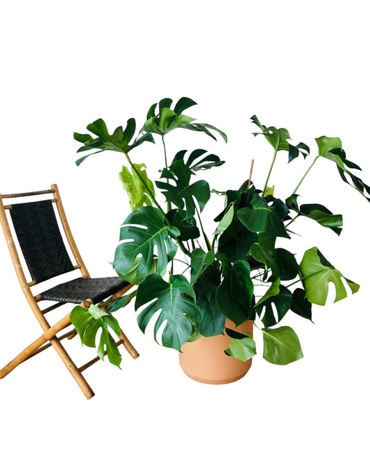 Large Monstera in Terra 20” Cotta Pot
